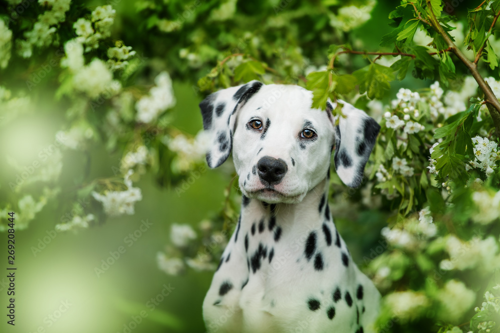 Dalmatian puppy sitting under a hawthorn