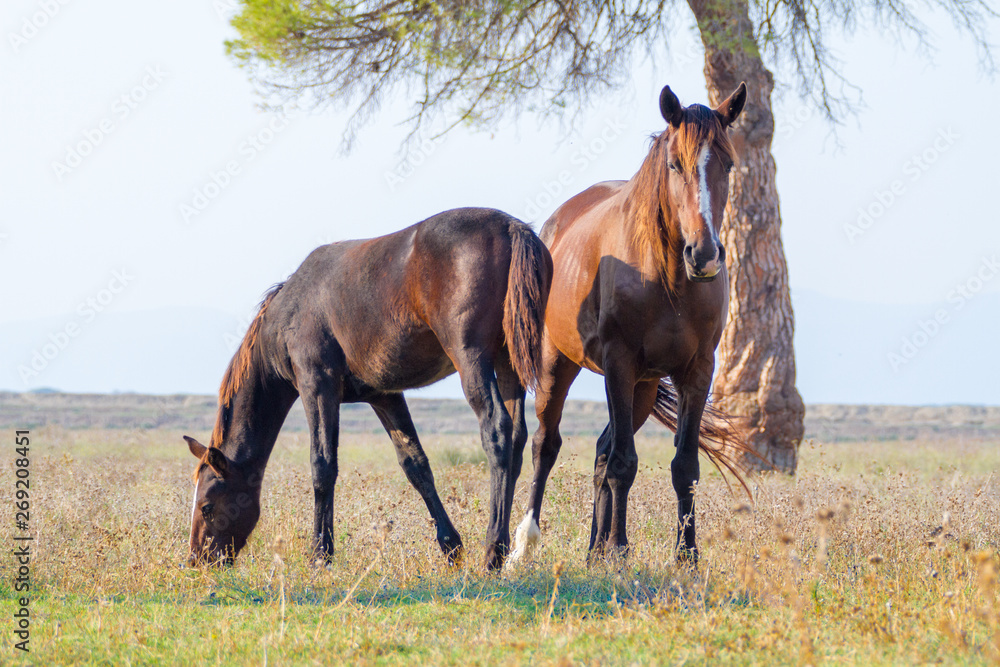 Alberese (Gr), Italy, horses grazing in the maremma country, Italy Alberese (Gr), Italy, horses grazing in the maremma country, Italy