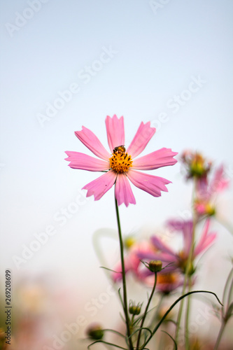 Cosmos bipinnatus feel refreshed  relaxed When it comes to natural touch