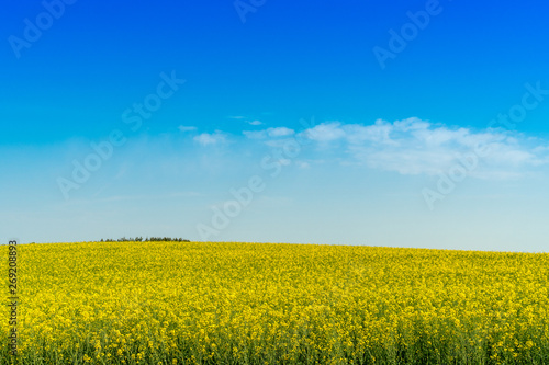 Field of yellow canola or rapeseed
