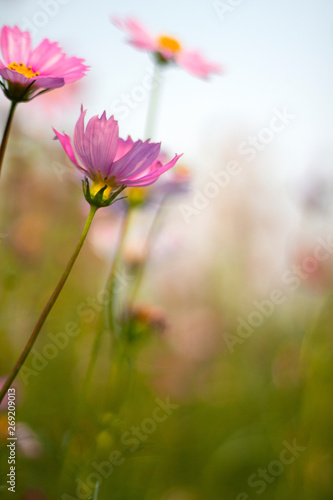 Cosmos bipinnatus feel refreshed, relaxed When it comes to natural touch