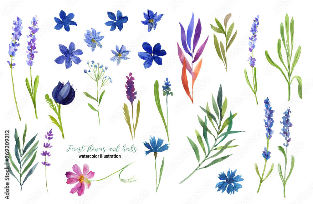 Collection of forest flowers and herbs. Summer illustration. Watercolor illustration. For banners, cards, patterns, invitations. Collection of forest flowers and herbs. Summer illustration. Watercolor illustration. For banners, cards, patterns, invitations.