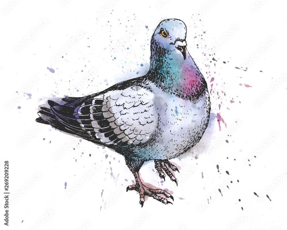 Pigeon (Dove) Drawing Tutorial - How to draw Pigeon (Dove) step by step