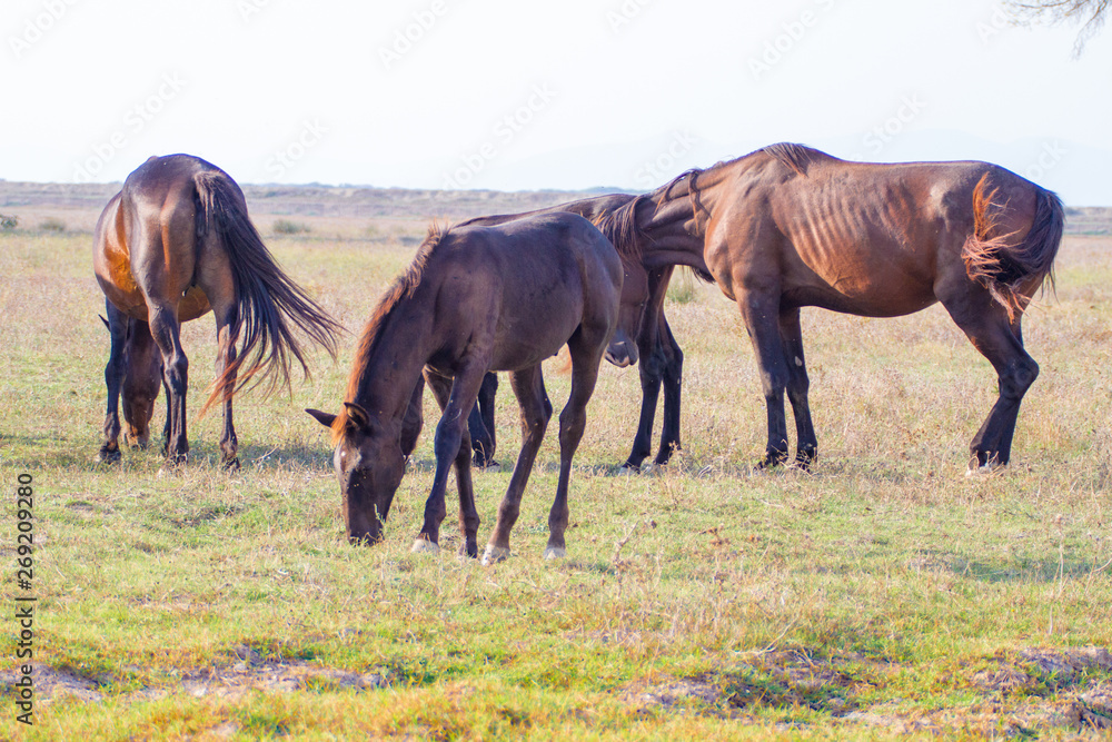 Alberese (Gr), Italy, horses grazing in the maremma country, Italy Alberese (Gr), Italy, horses grazing in the maremma country, Italy