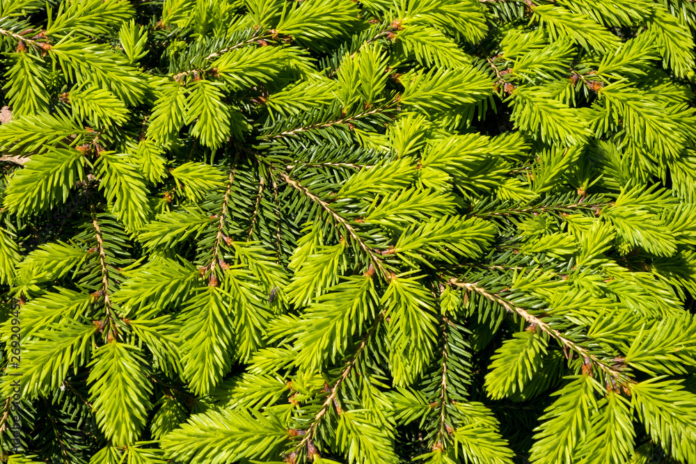 Background of green fir branches Background of green fir branches
