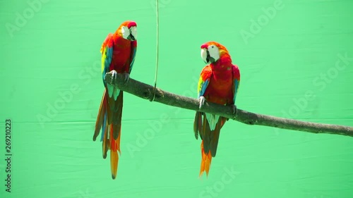 parrot macaw on a green background