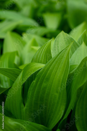 Background from green leaves