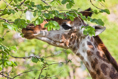 Head of a giraffe on a background of green. cute animal