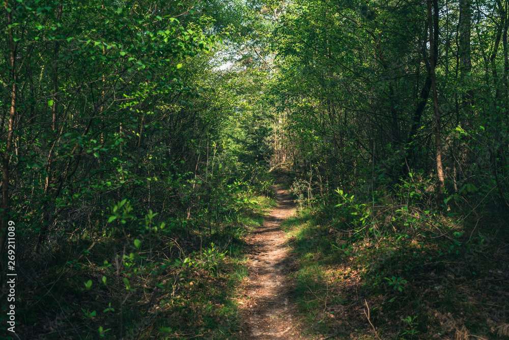 Footpath into sunny forest in spring. Footpath into sunny forest in spring.