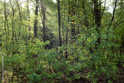 Trees and vegetation of forest in early morning sunlight in spring.