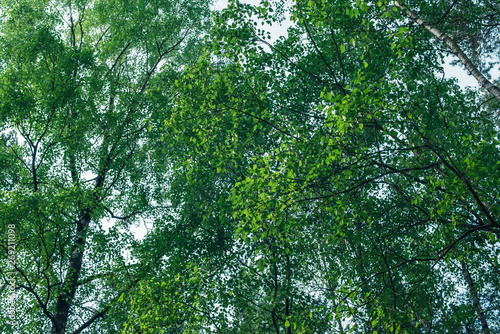 Fresh spring forest in morning sunlight.