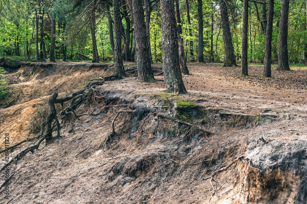Sandy canyon in pine forest in spring. Sandy canyon in pine forest in spring.