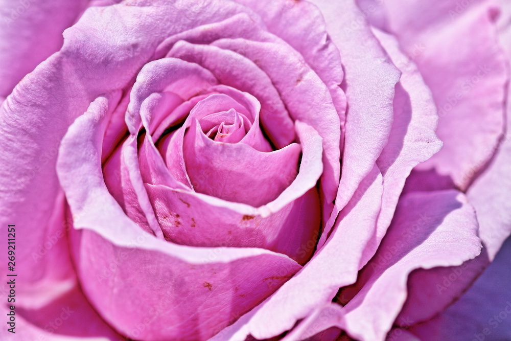 Rose Rose