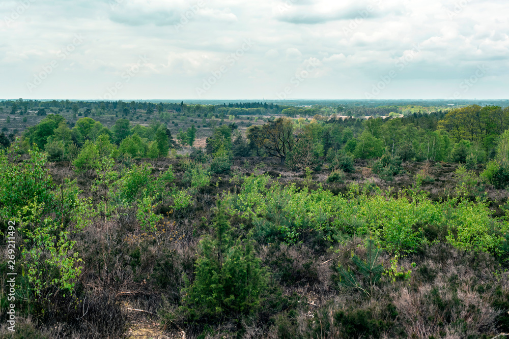 View over hilly heather landscape in spring under cloudy sky. View over hilly heather landscape in spring under cloudy sky.
