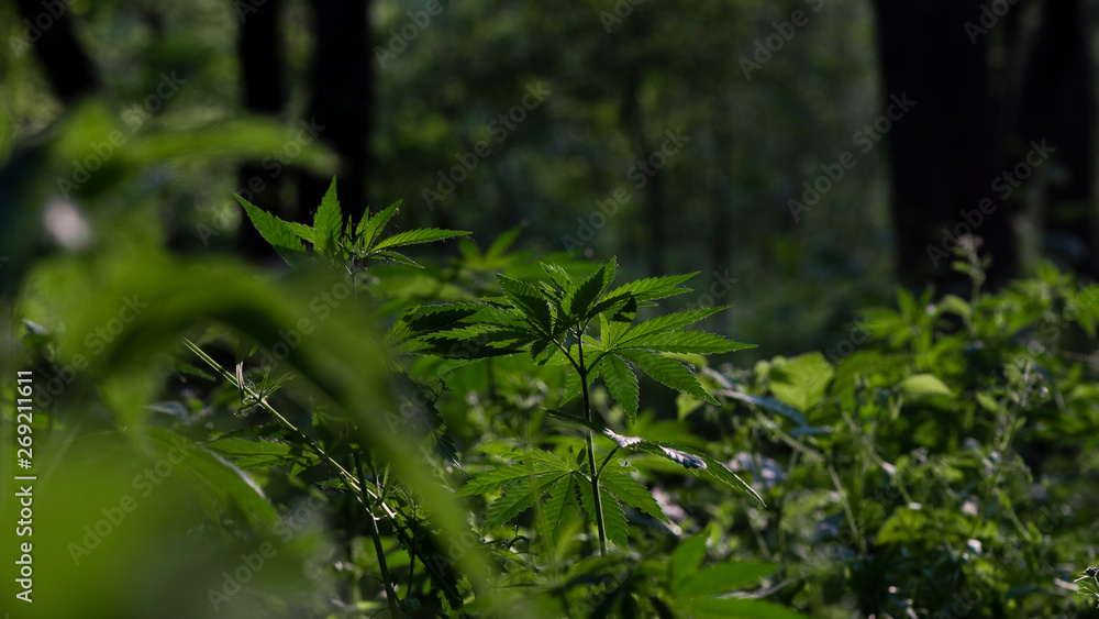 Fototapeta premium The backlit, evening light hemp leaves.Hemp in the vast southern regions of the country.Green leaves glow in the sun.Forest hygrophilous and shade-tolerant species.
