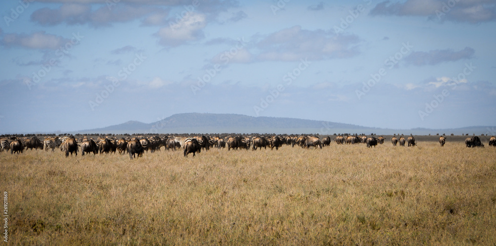 Herd of wildebeest in the African savanna 
