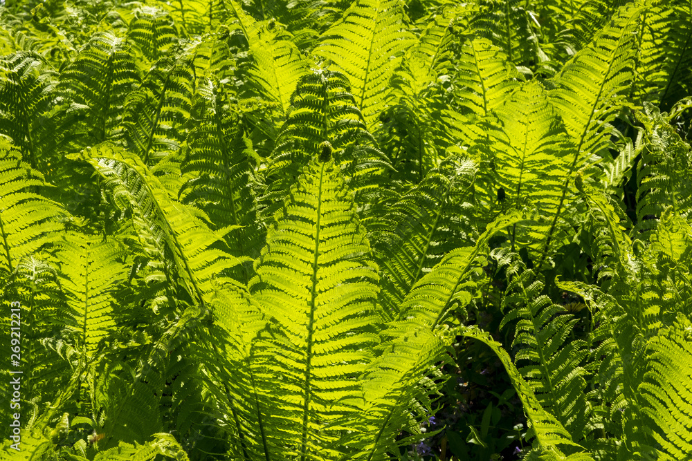Green fern leaves in contoured sunlight as a natural background Green fern leaves in contoured sunlight as a natural background