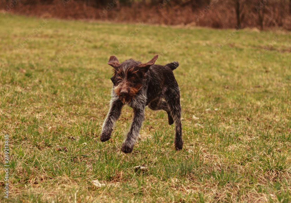 Cesky fousek, Czech gun dog frolic in wildlife. She has white and brown fur. Czech pointer jumps and romp around in park. Griffon enjoy her freedom