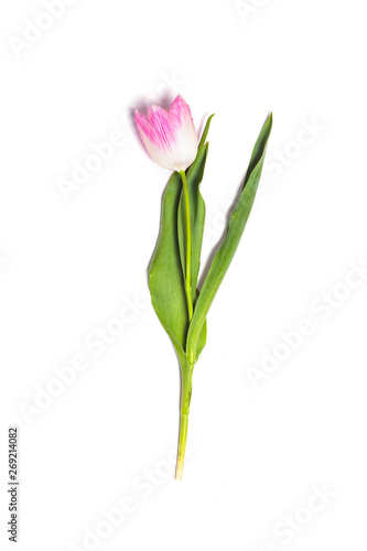 Pink tulip flower on white background