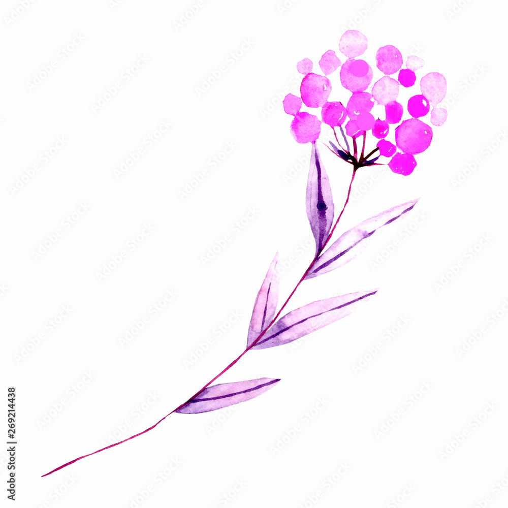 Obraz premium Watercolor hand drown plant. Botanical illustration on white background