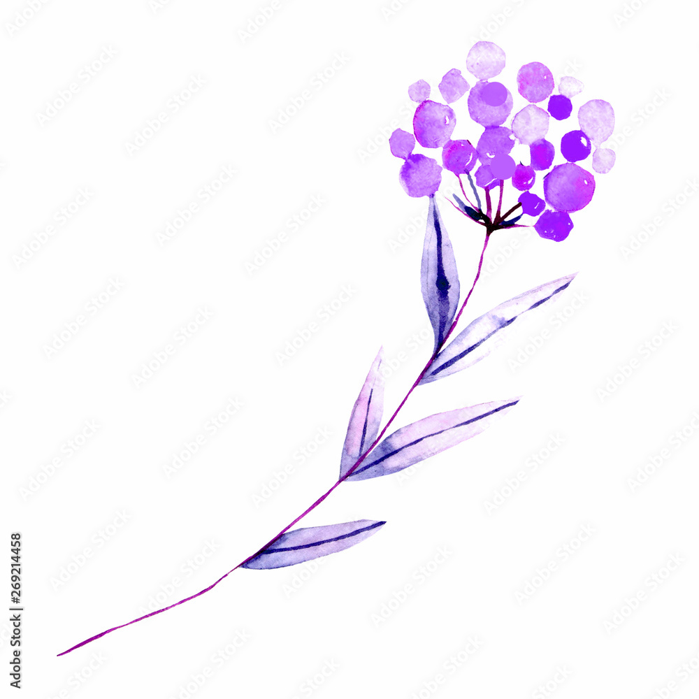 Obraz premium Watercolor hand drown plant. Botanical illustration on white background