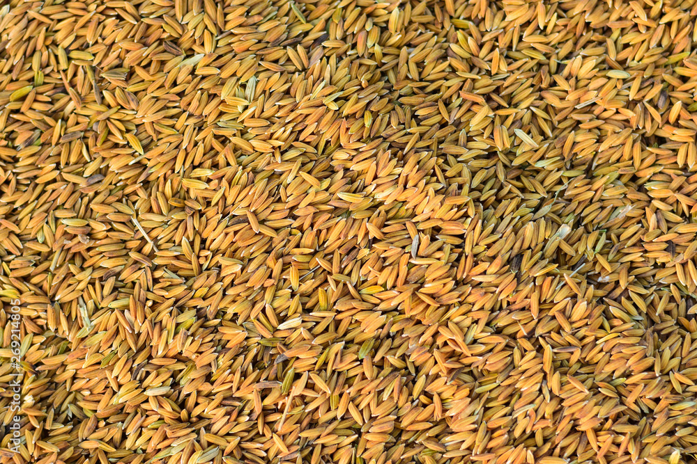 Low quality paddy seeds because of the impurities from the farmers' production process causing the price to fall Low quality paddy seeds because of the impurities from the farmers' production process causing the price to fall