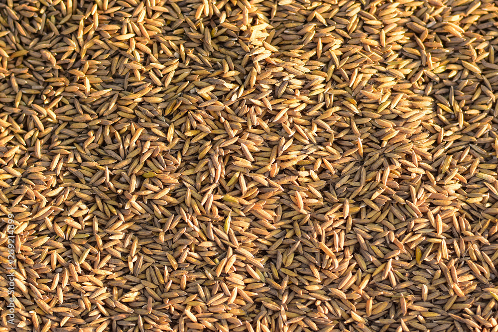 Low quality paddy seeds because of the impurities from the farmers' production process causing the price to fall