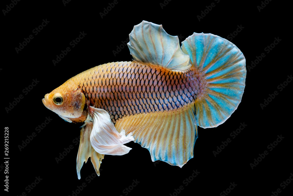Betta fish Fight in the aquarium Betta fish Fight in the aquarium
