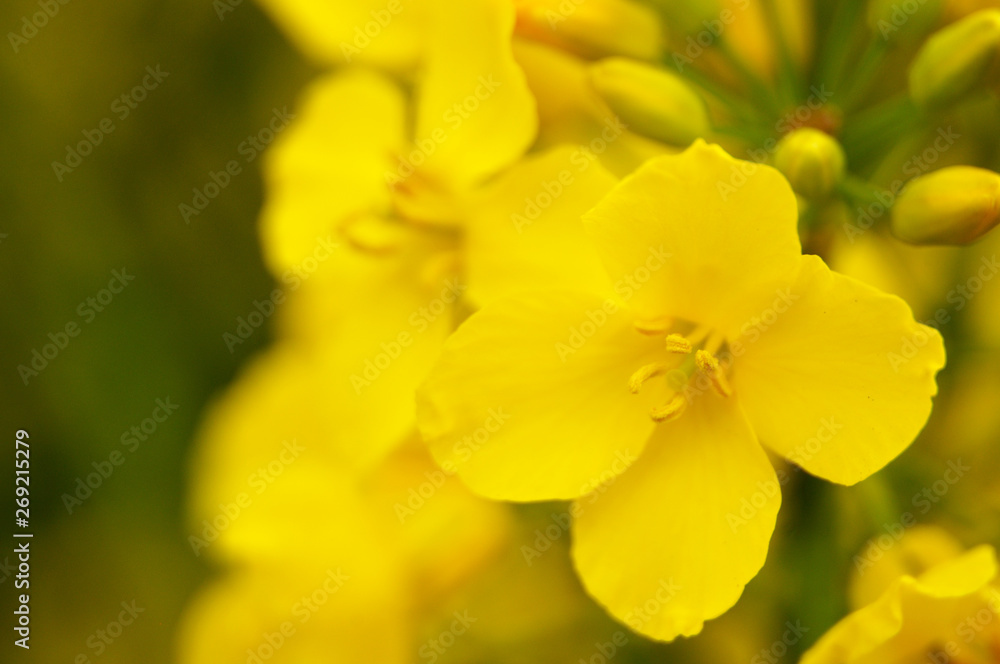 macrophotography of rapeseed flower with yellow stamens macrophotography of rapeseed flower with yellow stamens