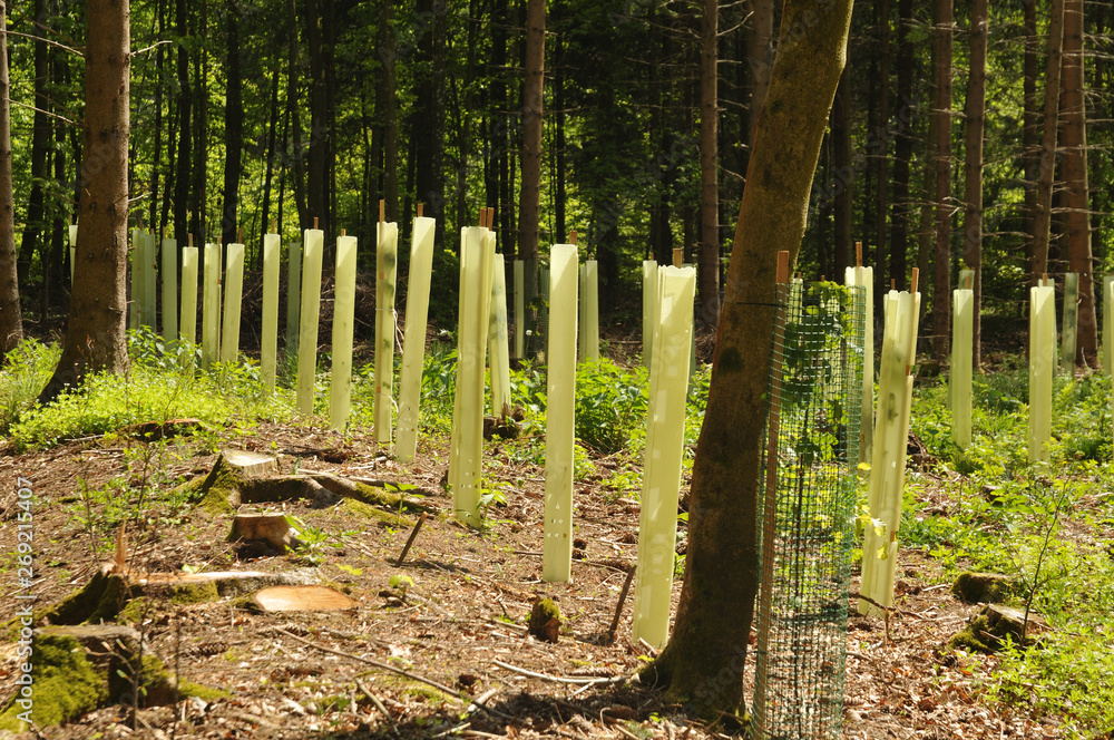 custom made wallpaper toronto digitalseedlings in a forest glade protected with tree shelters