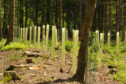 Wallpaper Mural seedlings in a forest glade protected with tree shelters Torontodigital.ca