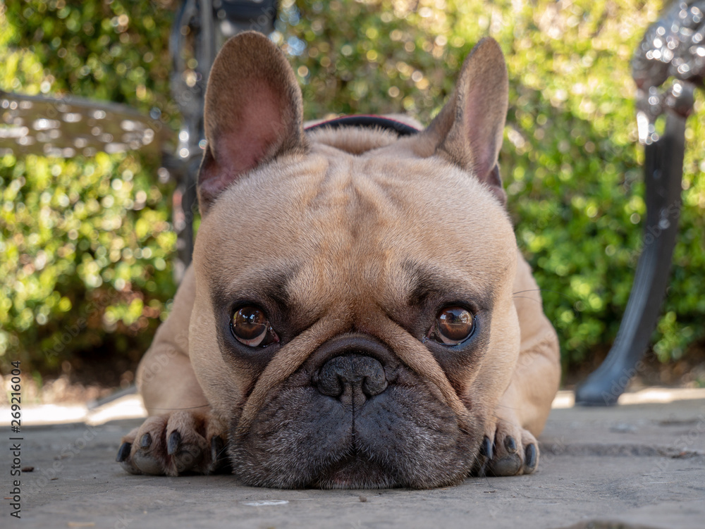 portrait of french bulldog laying on patio in garden