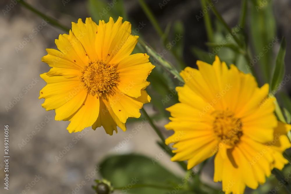 Cosmos sulphureus