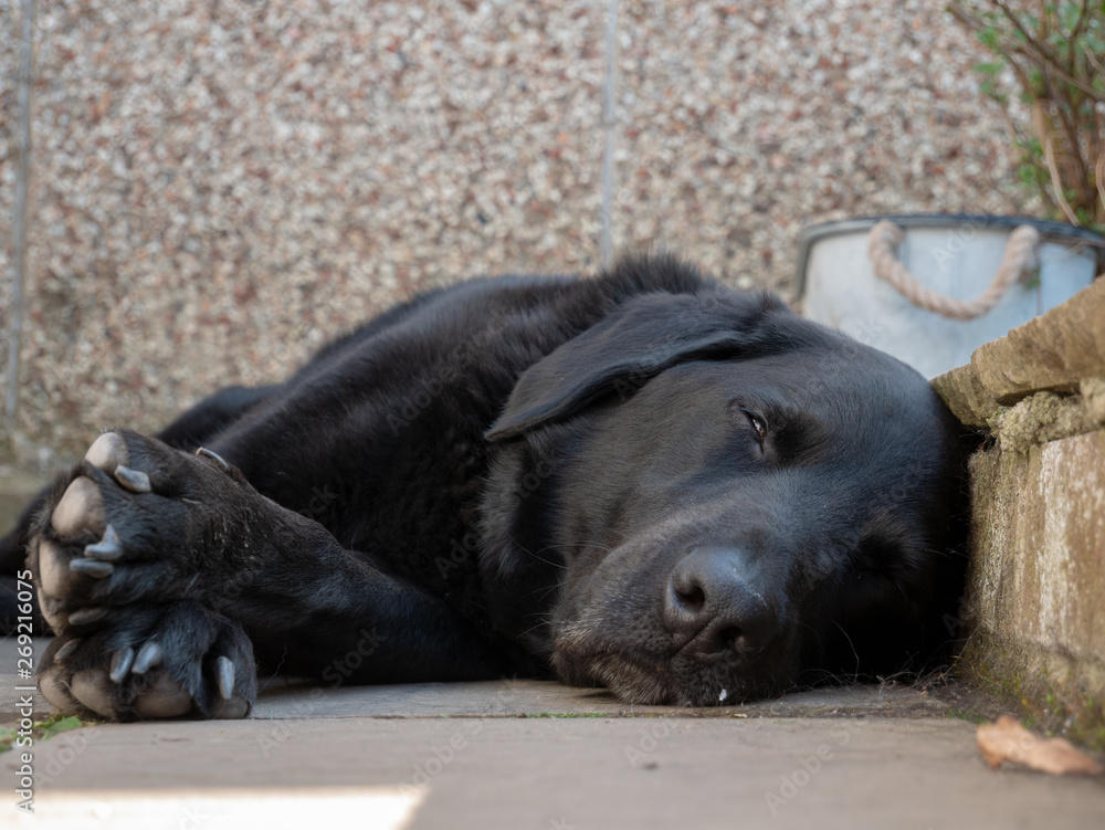 Black labrador dog sleeping in garden Black labrador dog sleeping in garden