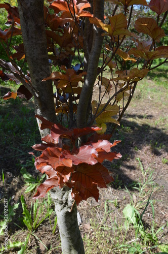 autumn leaves on tree