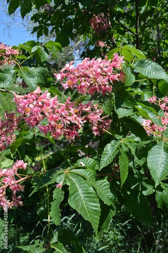 flowers in the garden