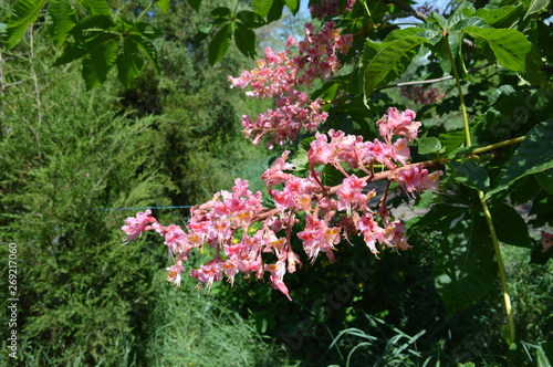 pink flowers in the garden