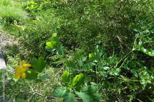 green plants in the garden