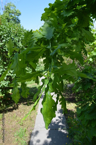 green grapes in the vineyard