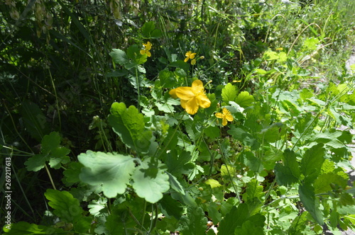 yellow flowers in the garden