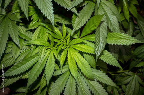 Fototapeta Naklejka Na Ścianę i Meble -  Jah Works Medical Cannabis Plants Herbs  the Healing of the Nations.