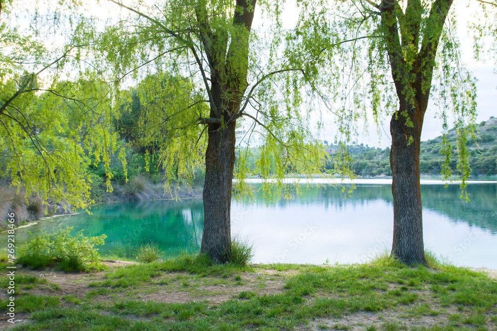 Springtime weeping willows trees in the shore of a lake Springtime weeping willows trees in the shore of a lake