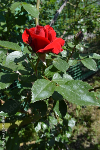 red rose in garden