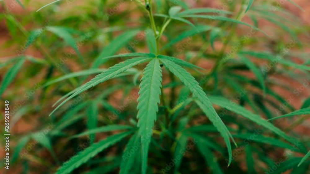 Young hemp plant too young to produce buds growing in heavy red dirt. Commercial hemp farming to produce CBD oil and other beneficial products. Marijuana cultivation. Outdoor pot grow operation. Young hemp plant too young to produce buds growing in heavy red dirt. Commercial hemp farming to produce CBD oil and other beneficial products. Marijuana cultivation. Outdoor pot grow operation.