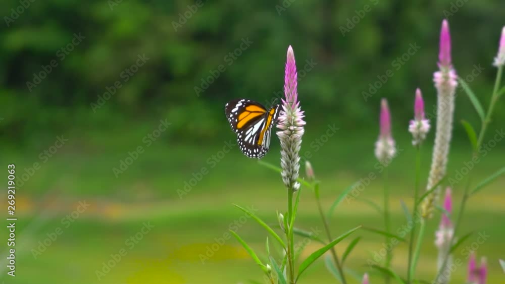 Beautiful Butterfly In The Nature. Beautiful Butterfly In The Nature.