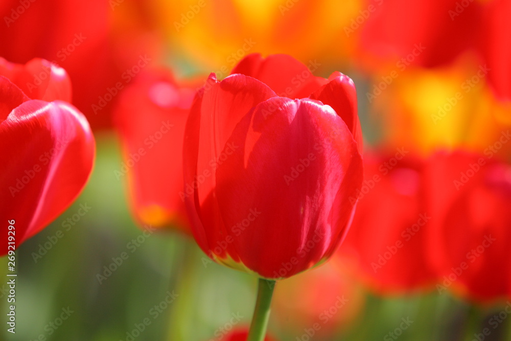 Beautiful colored red and yellow tulips on a field, postcard or greetingscard for easter and motherday Beautiful colored red and yellow tulips on a field, postcard or greetingscard for easter and motherday