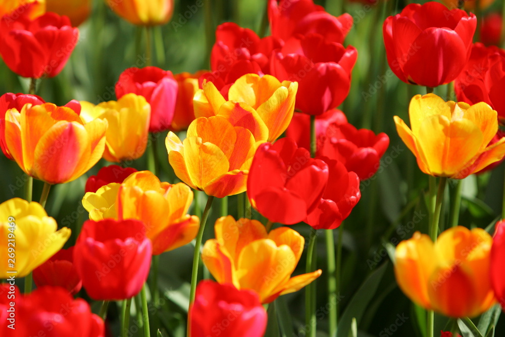 Beautiful colored red and yellow tulips on a field, postcard or greetingscard for easter and motherday