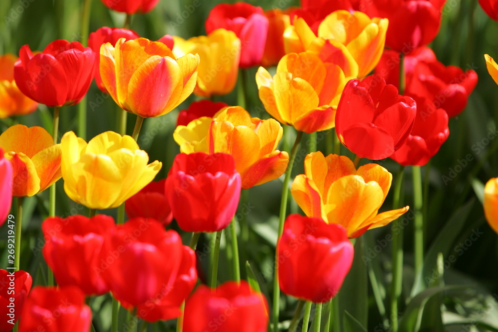 Beautiful colored red and yellow tulips on a field, postcard or greetingscard for easter and motherday Beautiful colored red and yellow tulips on a field, postcard or greetingscard for easter and motherday