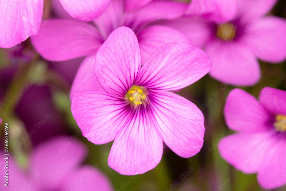 Pink Flowers from a Fake Shamrock Oxalis Plant Pink Flowers from a Fake Shamrock Oxalis Plant