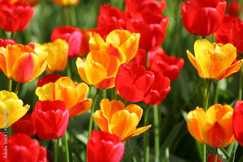 Beautiful colored red and yellow tulips on a field  postcard or greetingscard for easter and motherday